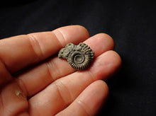 Load image into Gallery viewer, Crucilobiceras pyrite ammonite (25 mm)