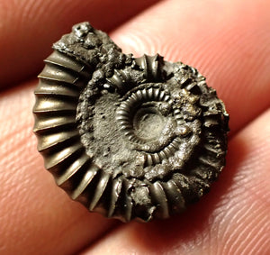 Crucilobiceras pyrite ammonite (18 mm)