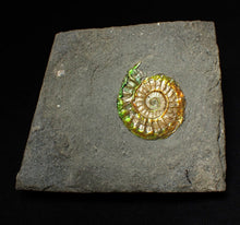 Load image into Gallery viewer, Rainbow iridescent Caloceras display ammonite fossil 26mm