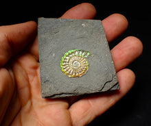 Load image into Gallery viewer, Rainbow iridescent Caloceras display ammonite fossil 26mm