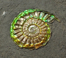 Load image into Gallery viewer, Rainbow iridescent Caloceras display ammonite fossil 26mm