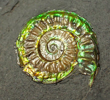 Load image into Gallery viewer, Rainbow iridescent Caloceras display ammonite fossil 26mm