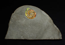 Load image into Gallery viewer, Rainbow iridescent Caloceras display ammonite fossil 26mm