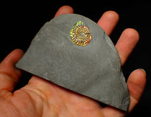 Load image into Gallery viewer, Rainbow iridescent Caloceras display ammonite fossil 26mm