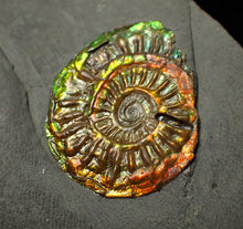 Load image into Gallery viewer, Rainbow iridescent Caloceras display ammonite fossil 26mm