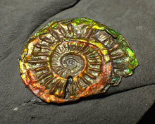Load image into Gallery viewer, Rainbow iridescent Caloceras display ammonite fossil 26mm