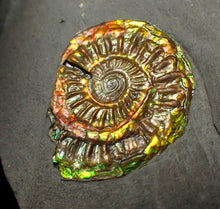 Load image into Gallery viewer, Rainbow iridescent Caloceras display ammonite fossil 26mm