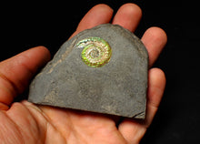 Load image into Gallery viewer, Green iridescent Caloceras display ammonite fossil 24mm