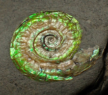 Load image into Gallery viewer, Green iridescent Caloceras display ammonite fossil 24mm