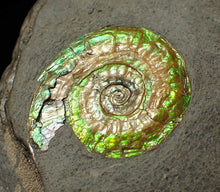 Load image into Gallery viewer, Green iridescent Caloceras display ammonite fossil 24mm