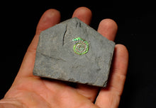 Load image into Gallery viewer, Juvenile green iridescent Caloceras display ammonite fossil 16mm