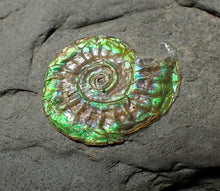 Load image into Gallery viewer, Juvenile green iridescent Caloceras display ammonite fossil 16mm