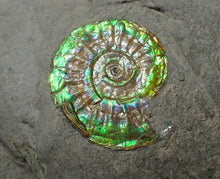 Load image into Gallery viewer, Juvenile green iridescent Caloceras display ammonite fossil 16mm