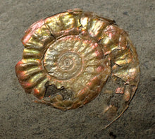 Load image into Gallery viewer, Juvenile iridescent Caloceras display ammonite fossil 22mm