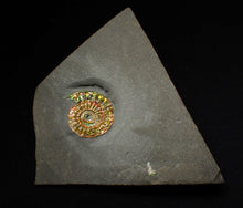 Load image into Gallery viewer, Rainbow iridescent Caloceras display ammonite fossil 21mm