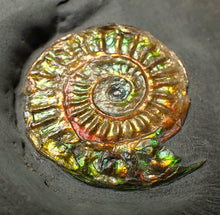 Load image into Gallery viewer, Rainbow iridescent Caloceras display ammonite fossil 21mm
