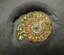 Load image into Gallery viewer, Rainbow iridescent Caloceras display ammonite fossil 21mm
