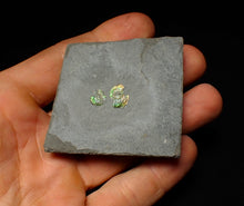 Load image into Gallery viewer, Juvenile green iridescent multi-Psiloceras ammonite fossil