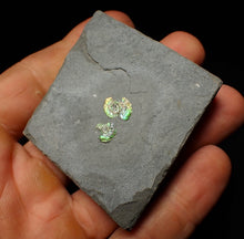 Load image into Gallery viewer, Juvenile green iridescent multi-Psiloceras ammonite fossil