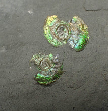 Load image into Gallery viewer, Juvenile green iridescent multi-Psiloceras ammonite fossil