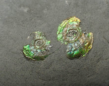Load image into Gallery viewer, Juvenile green iridescent multi-Psiloceras ammonite fossil