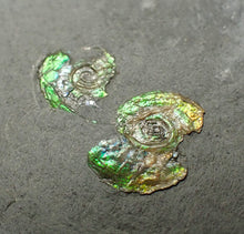 Load image into Gallery viewer, Juvenile green iridescent multi-Psiloceras ammonite fossil