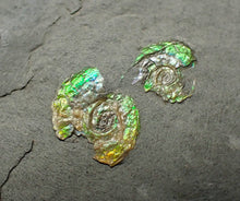 Load image into Gallery viewer, Juvenile green iridescent multi-Psiloceras ammonite fossil