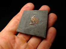 Load image into Gallery viewer, Juvenile red iridescent Caloceras display ammonite fossil 16mm
