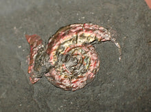 Load image into Gallery viewer, Juvenile red iridescent Caloceras display ammonite fossil 16mm