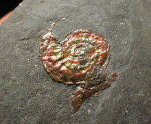 Load image into Gallery viewer, Juvenile red iridescent Caloceras display ammonite fossil 16mm