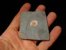 Load image into Gallery viewer, Juvenile red iridescent Caloceras display ammonite fossil 18mm