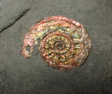 Load image into Gallery viewer, Juvenile red iridescent Caloceras display ammonite fossil 18mm