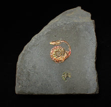 Load image into Gallery viewer, Juvenile red iridescent Psiloceras ammonite fossil (18mm)