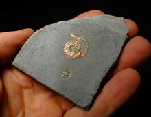 Load image into Gallery viewer, Juvenile red iridescent Psiloceras ammonite fossil (18mm)