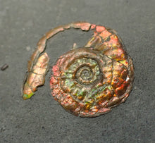 Load image into Gallery viewer, Juvenile red iridescent Psiloceras ammonite fossil (18mm)