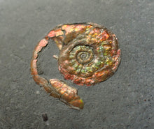 Load image into Gallery viewer, Juvenile red iridescent Psiloceras ammonite fossil (18mm)