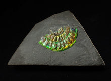 Load image into Gallery viewer, Juvenile iridescent Caloceras display ammonite fossil 33 mm