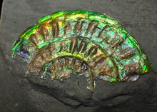 Load image into Gallery viewer, Juvenile iridescent Caloceras display ammonite fossil 33 mm