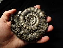 Load image into Gallery viewer, Giant chunky pyrite Eoderoceras ammonite (120 mm)