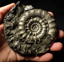 Load image into Gallery viewer, Giant chunky pyrite Eoderoceras ammonite (120 mm)