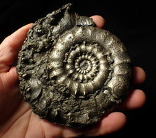 Load image into Gallery viewer, Giant chunky pyrite Eoderoceras ammonite (120 mm)