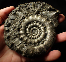 Load image into Gallery viewer, Giant chunky pyrite Eoderoceras ammonite (120 mm)