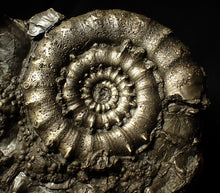 Load image into Gallery viewer, Giant chunky pyrite Eoderoceras ammonite (120 mm)