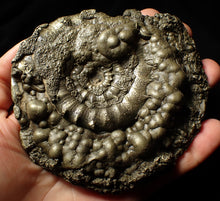 Load image into Gallery viewer, Giant chunky pyrite Eoderoceras ammonite (120 mm)