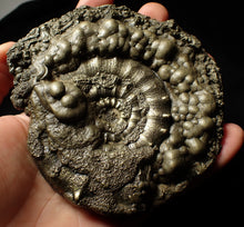 Load image into Gallery viewer, Giant chunky pyrite Eoderoceras ammonite (120 mm)
