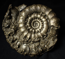 Load image into Gallery viewer, Giant chunky pyrite Eoderoceras ammonite (120 mm)