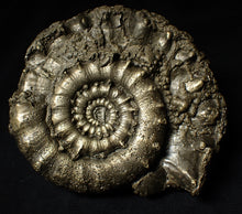 Load image into Gallery viewer, Giant chunky pyrite Eoderoceras ammonite (120 mm)