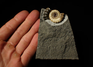 Large calcite Promicroceras ammonite display piece (35 mm)