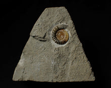 Load image into Gallery viewer, Calcite Promicroceras ammonite display piece (20 mm)