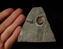 Load image into Gallery viewer, Calcite Promicroceras ammonite display piece (20 mm)